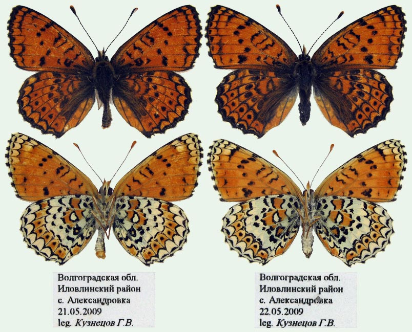 Melitaea arduinna